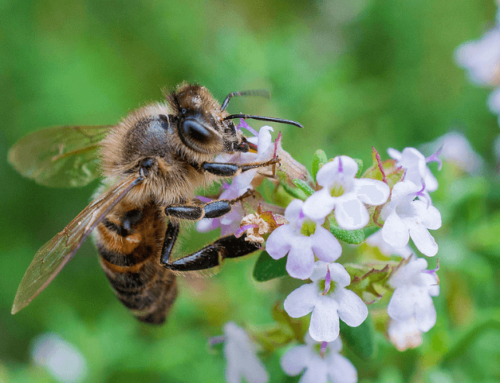 Ackerbau und Artenvielfalt: Biolog:innen untersuchen Maßnahmen zum Bienenschutz