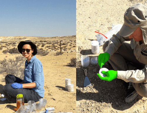 Wie Bodenmikroben in der Wüste überleben