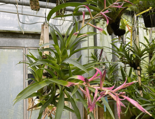Die genetischen Geheimnisse der Pflanzenanpassung entschlüsselt: Wie Ananas-Gewächse das Wassersparen gelernt haben