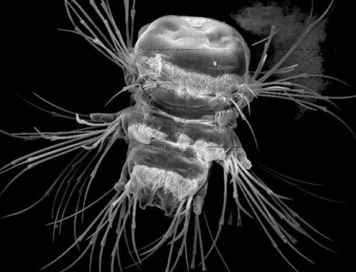 Der 3D-Drucker der Natur: Borstenwürmer bilden Borsten Stück für Stück