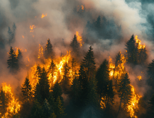Vegetation im Stress: Klimawandel erhöht Waldbrandrisiko in Österreich