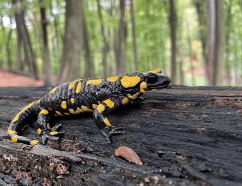 Feuersalamander: Die Struktur des Lebensraumes beeinflusst das Risiko von Prädation