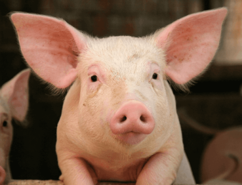 Schweine sind aufmerksamer, wenn sie von Menschen angesprochen werden