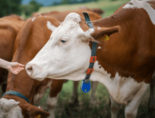 Automatisierung in der Landwirtschaft: Bringt Künstliche Intelligenz mehr Tierwohl?