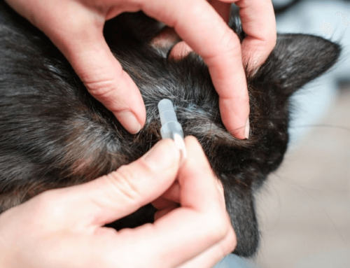 Unerwünschte Nebenwirkungen: Kleintiermedizin und ihre Umweltfolgen