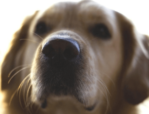 Verhaltensforschung: Riechen Hunde menschliche Angst?