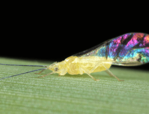 Reich an Vielfalt: Botanischer Garten gewinnt Wettbewerb zu wildlebenden Arten