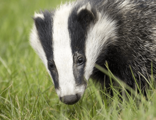 Mein Revier! Städtische Wildtiere leben lieber getrennt voneinander