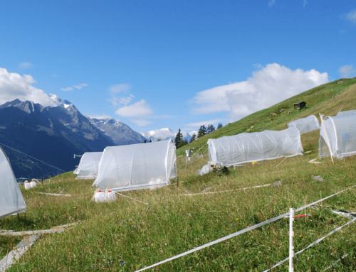 Intensität von Dürren entscheidend für Pflanzenwachstum