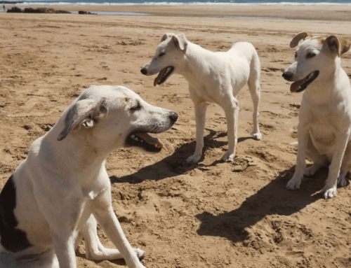 Eine Frage der Persönlichkeit: Neue Methode offenbart Charakter von Hunden