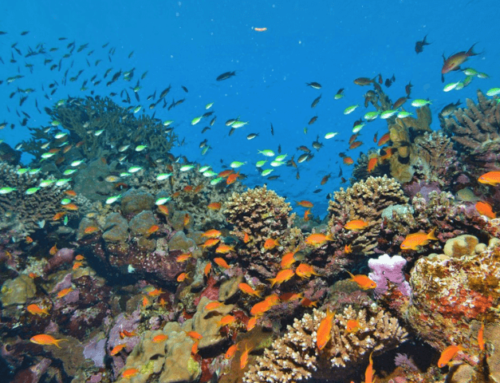 Bisherige Annahmen widerlegt: Artenrückgang statt Artenzunahme bei Haien und Rochen