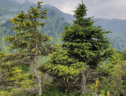 Gutartige Pilze schützen vor Fichtennadelblasenrost