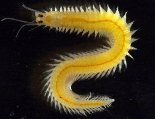 Neue Einblicke in die Grundprinzipien der Augenentwicklung