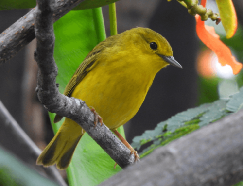 Galápagos-Goldwaldsänger: Gesänge von Männchen und Weibchen haben unterschiedliche Funktionen