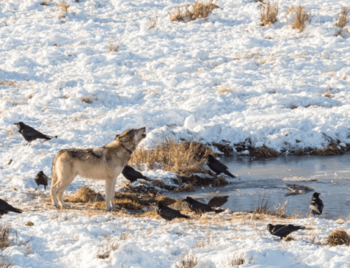 Wölfe machen Beute – und Raben merken sich, wo