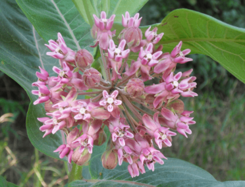 Hotspots von Pflanzeninvasion verlagern sich von subtropischen auf gemäßigte Regionen