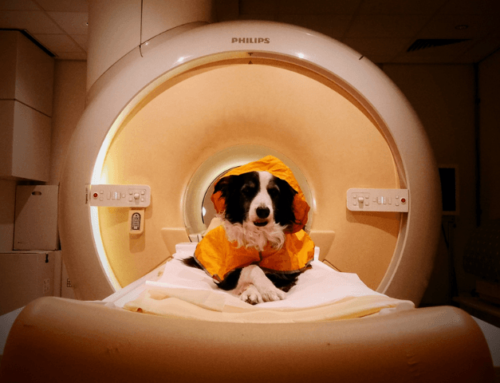 Gehirnscans zeigen: Hunde können Emotionen in menschlichen Gesichtern unterscheiden